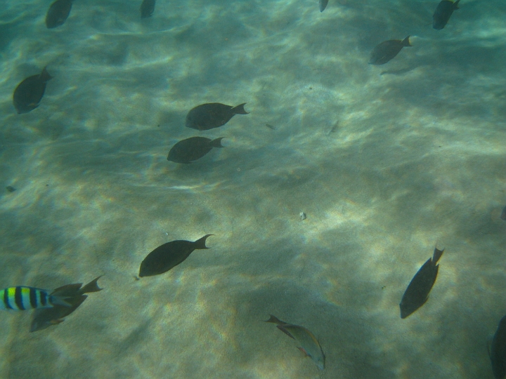 11 snorkeling near Black Rock.jpg